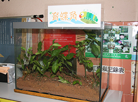 圖右：育蝶角，蝴蝶成長整個過程，同學可以全程參與培育