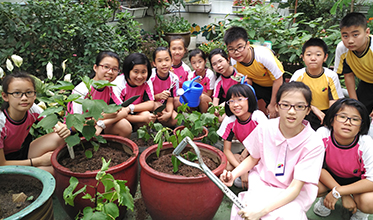 圖右：種植洛神花