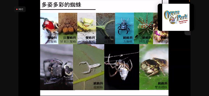 足不出戶的香港生態學習——第一屆全港小學野外大搜查｜讚好活動